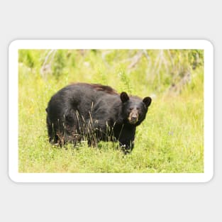 Black bear in a green field Sticker